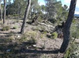 La Diputació de Tarragona recupera els Boscos d'Aiguamúrcia afectats pel temporal de vent