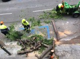 La Brigada Municipal retira vuit arbres inestables a Ramon i Cajal