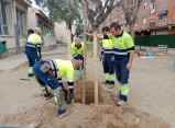 Tarragona reposa més de 350 arbres durant aquest 2024